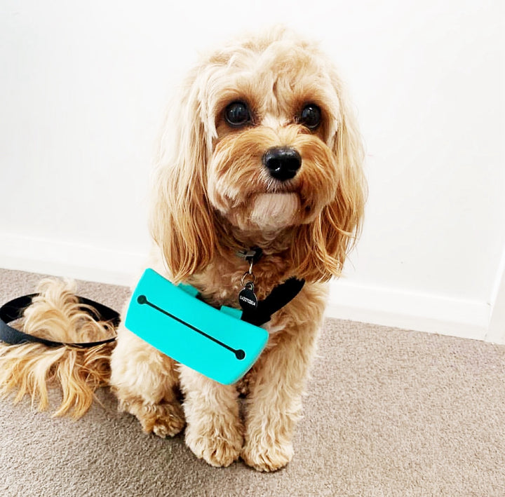 Cavoodle wearing an Aqua Pocket Trainer's Pouch