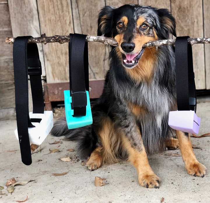 Dog with White, Aqua and Periwinkle pouches on belts